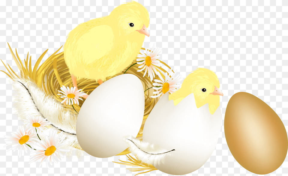 Picture Egg Eggs Chickens Illustration Easter Egg, Animal, Bird, Chicken, Food Free Png