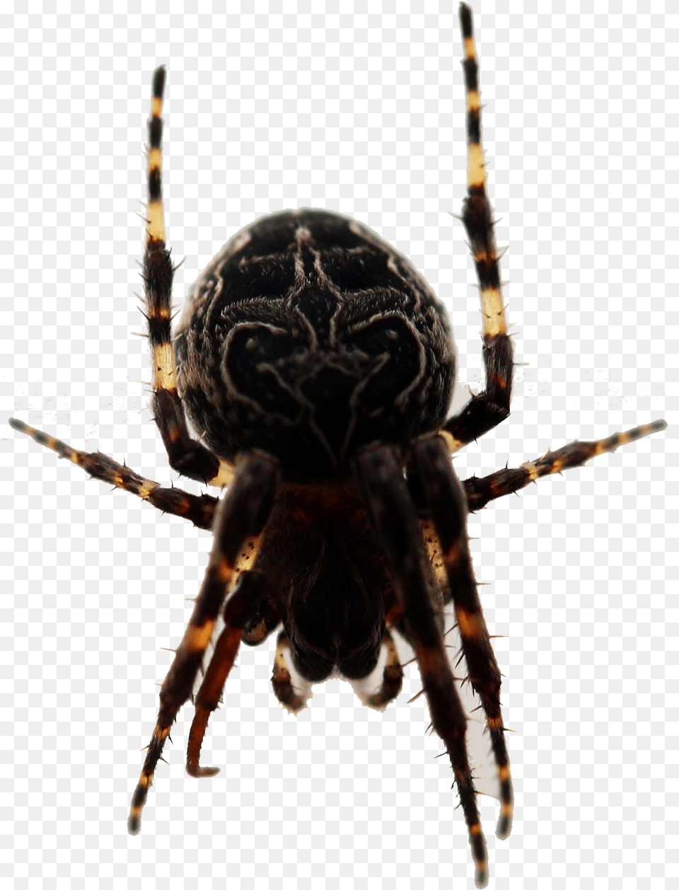 Picture European Garden Spider Barn Insect Widow Transprent Scary Spider, Animal, Invertebrate, Garden Spider Free Transparent Png