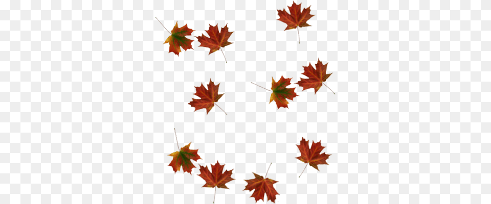 Picture Falling Leaves, Leaf, Maple, Plant, Tree Png Image