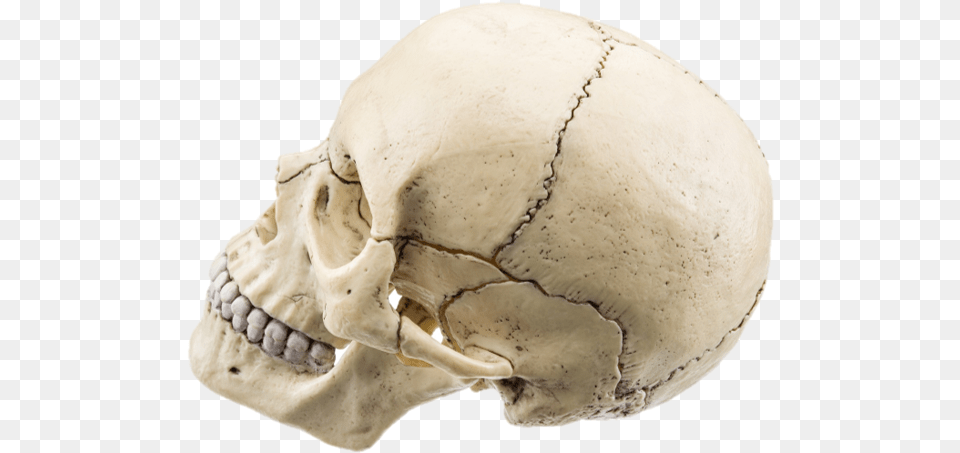 Picture Flat Bones In Skull, Head, Person, Face, Fungus Free Png Download