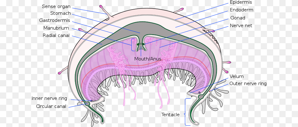 Picture Flower Hat Jellyfish Diagram, Animal, Sea Life Free Png Download