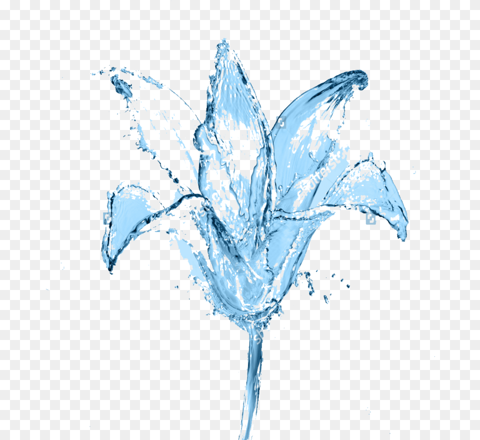 Picture Flower In The Water Waterflower, Ice, Accessories, Bride, Female Free Transparent Png