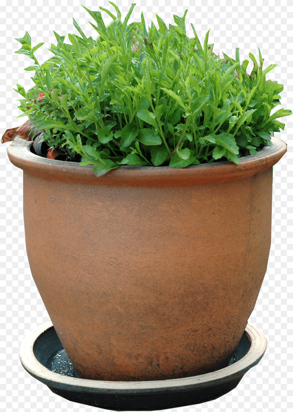 Picture Flowerpot, Planter, Vase, Jar, Pottery Png Image