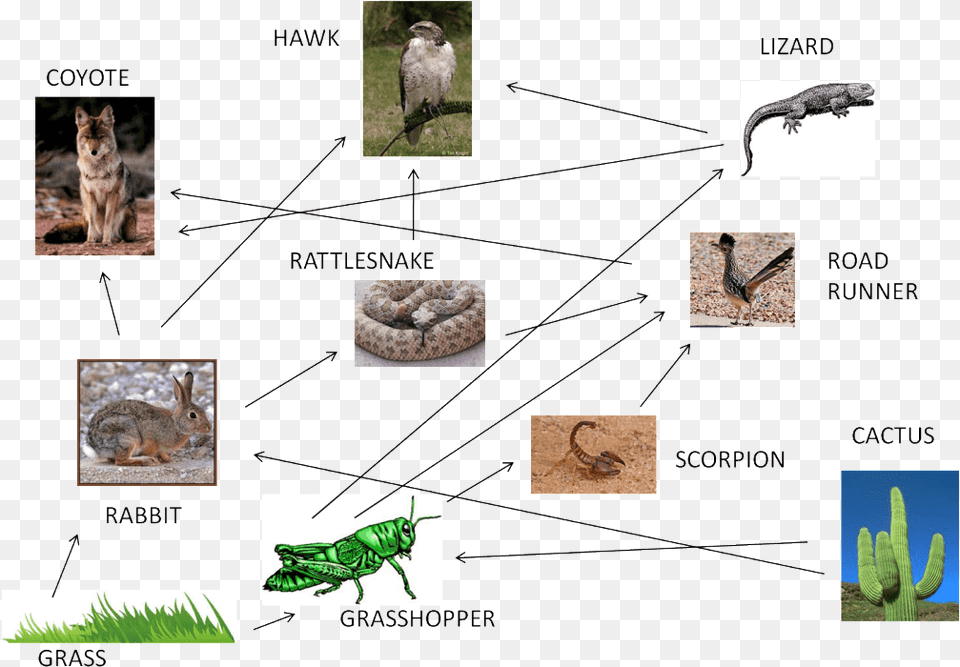 Picture Food Chain In The Chihuahuan Desert, Animal, Lizard, Reptile, Bird Png