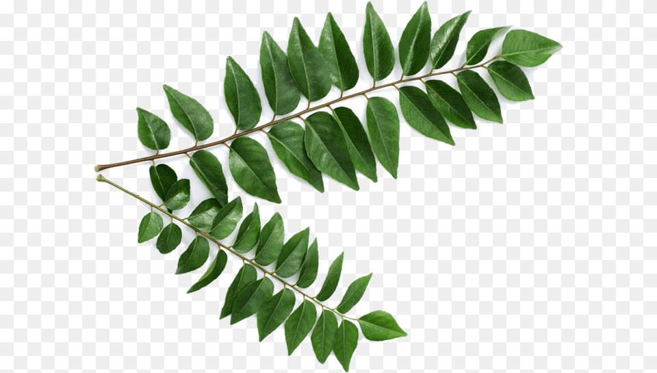 Picture For Category Curry Leaves Curry Leaves, Leaf, Plant, Tree, Herbal Free Png