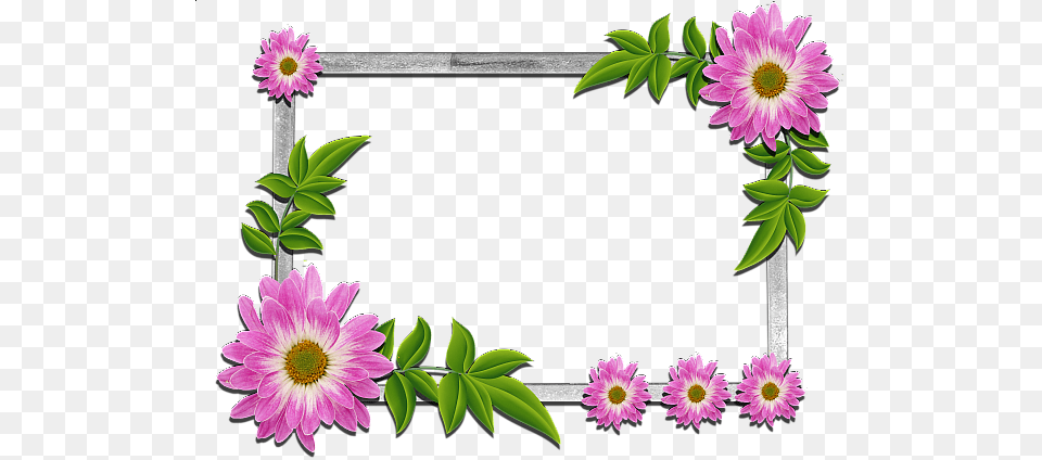 Picture Frame, Anemone, Dahlia, Daisy, Flower Png