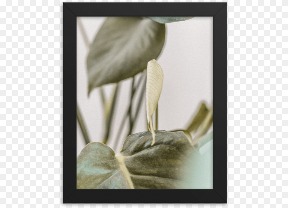 Picture Frame, Araceae, Flower, Plant, Anthurium Png