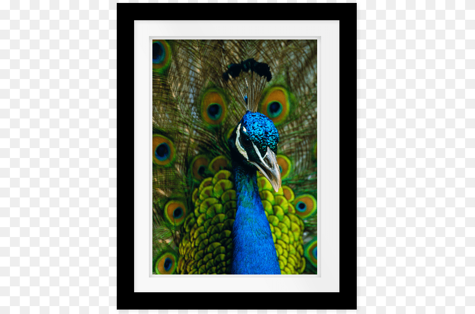 Picture Frame, Animal, Bird, Beak, Peacock Free Png