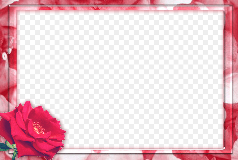 Picture Frame, Flower, Petal, Plant, Rose Png