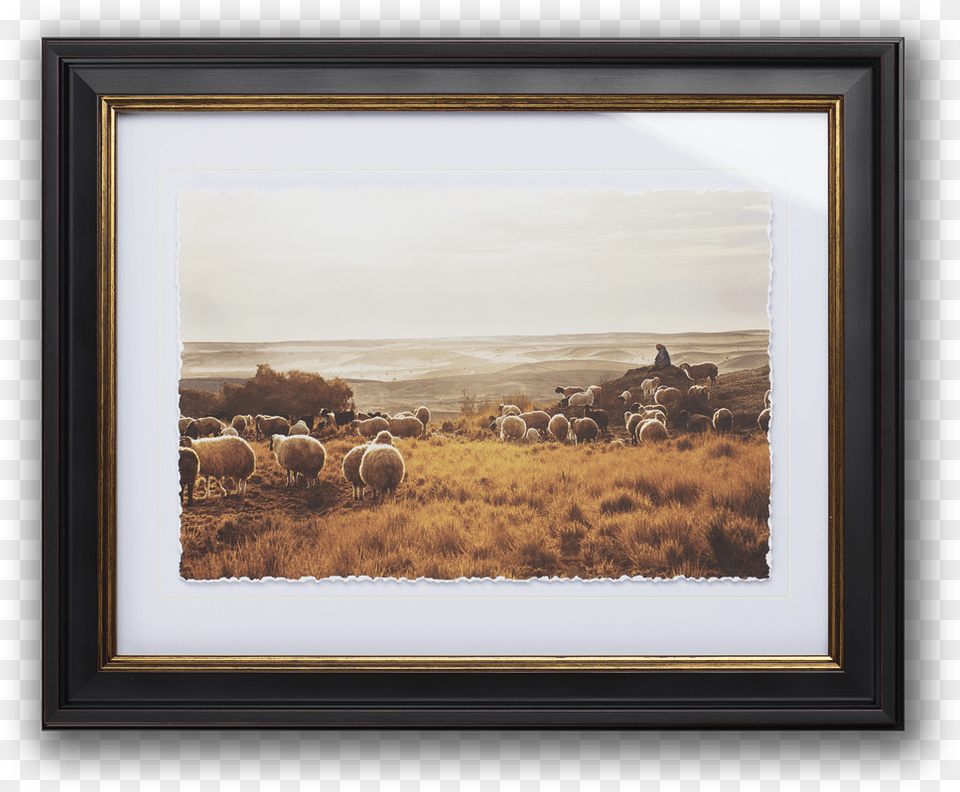 Picture Frame, Outdoors, Field, Nature, Animal Png Image
