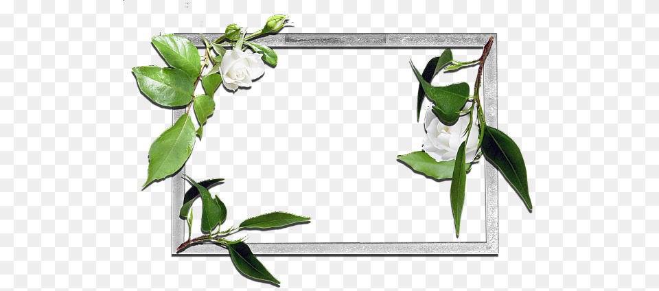 Picture Frame, Flower, Leaf, Plant, Rose Free Png