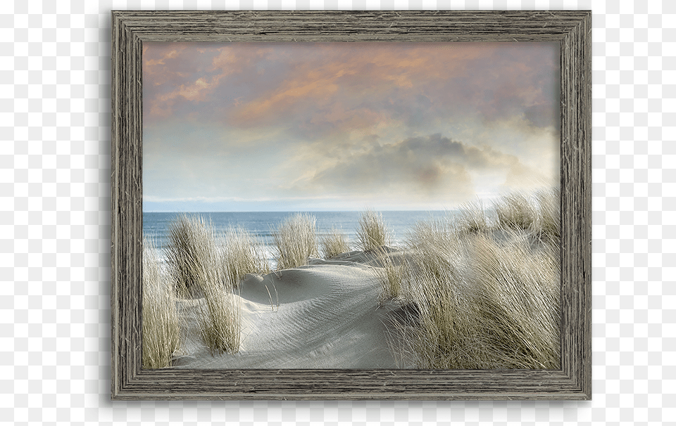 Picture Frame, Plant, Nature, Outdoors, Reed Png Image