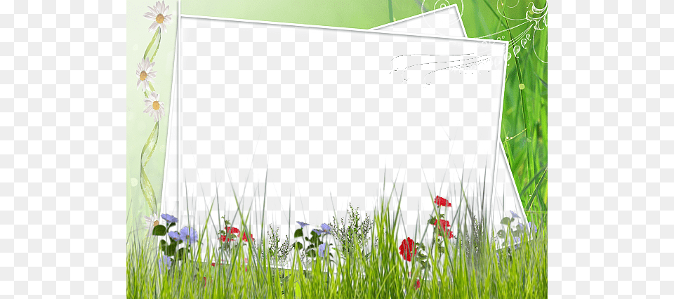Picture Frame, Blackboard, Grass, Plant, Flower Free Png Download