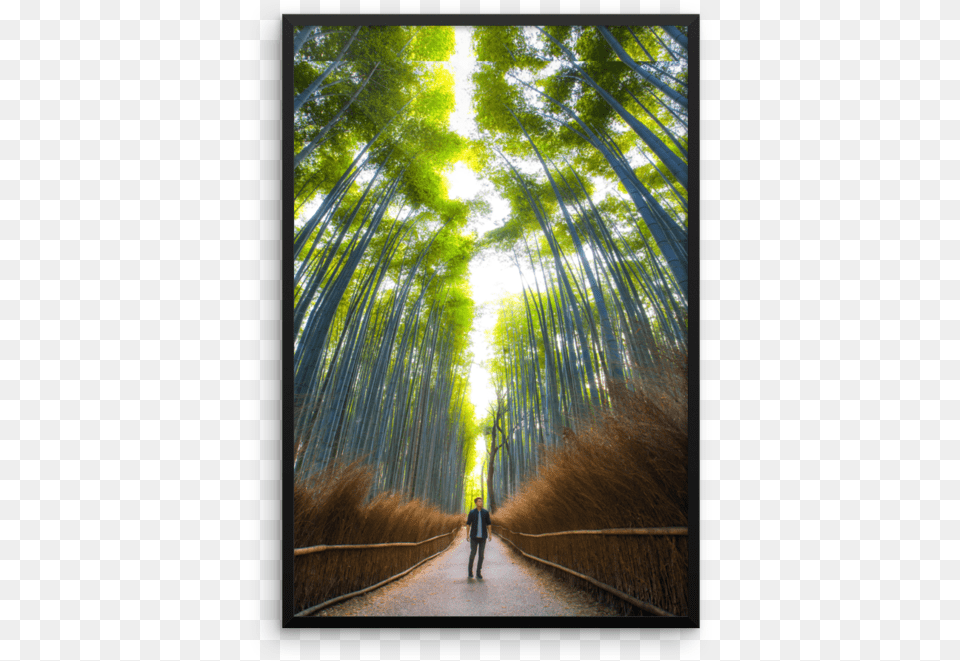 Picture Frame, Person, Path, Plant, Vegetation Png