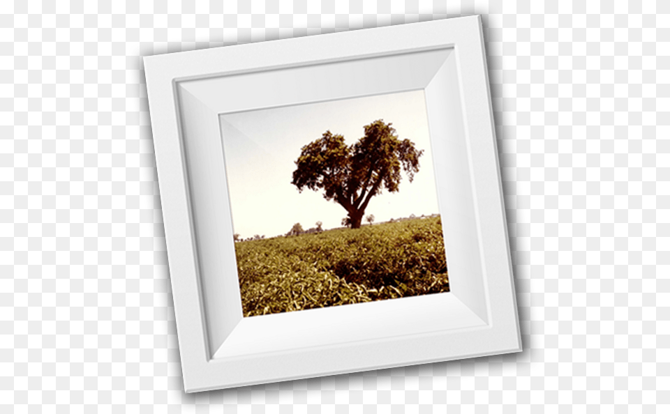 Picture Frame, Plant, Tree, Oak Free Transparent Png