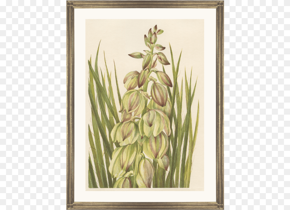 Picture Frame, Plant, Agavaceae, Art, Painting Png