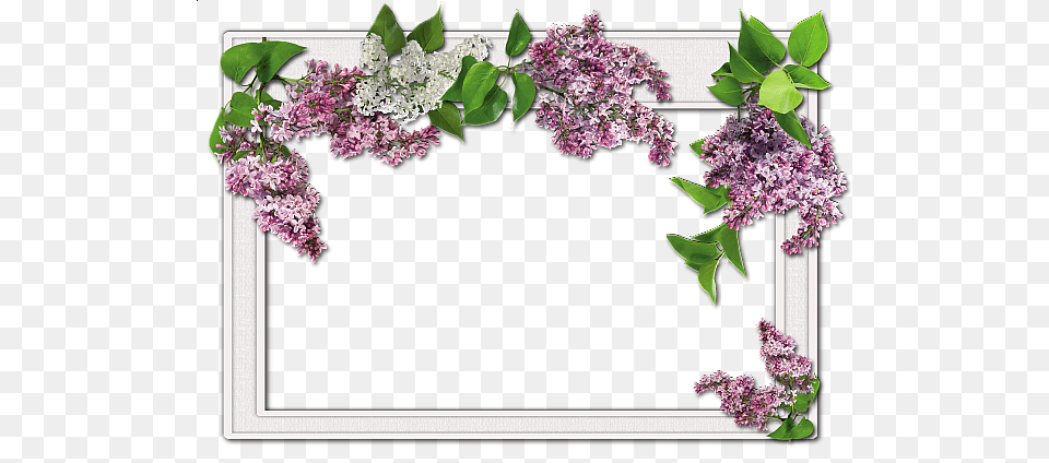 Picture Frame, Flower, Plant, Lilac Png