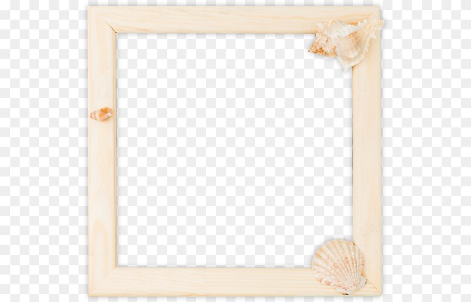 Picture Frame, Animal, Invertebrate, Sea Life, Seashell Free Png