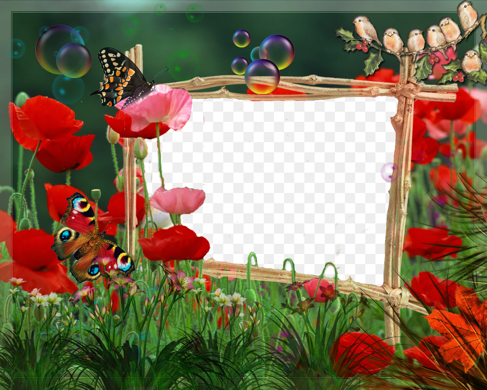 Picture Frame, Flower, Geranium, Petal, Plant Free Png
