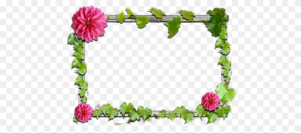 Picture Frame, Dahlia, Flower, Plant, Geranium Free Png Download