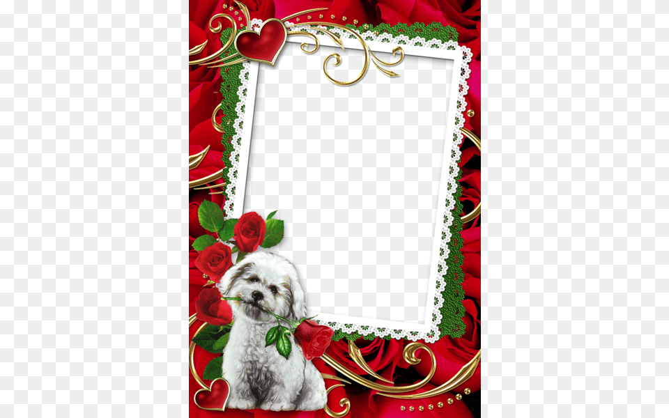 Picture Frame, Greeting Card, Envelope, Mail, Pet Free Transparent Png