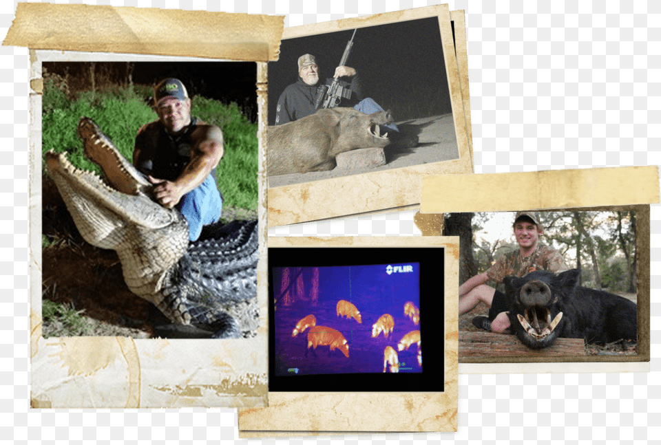 Picture Frame, Art, Collage, Wildlife, Animal Free Png