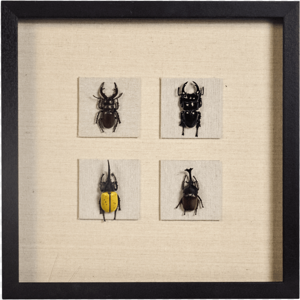 Picture Frame, Animal, Insect, Invertebrate Free Transparent Png