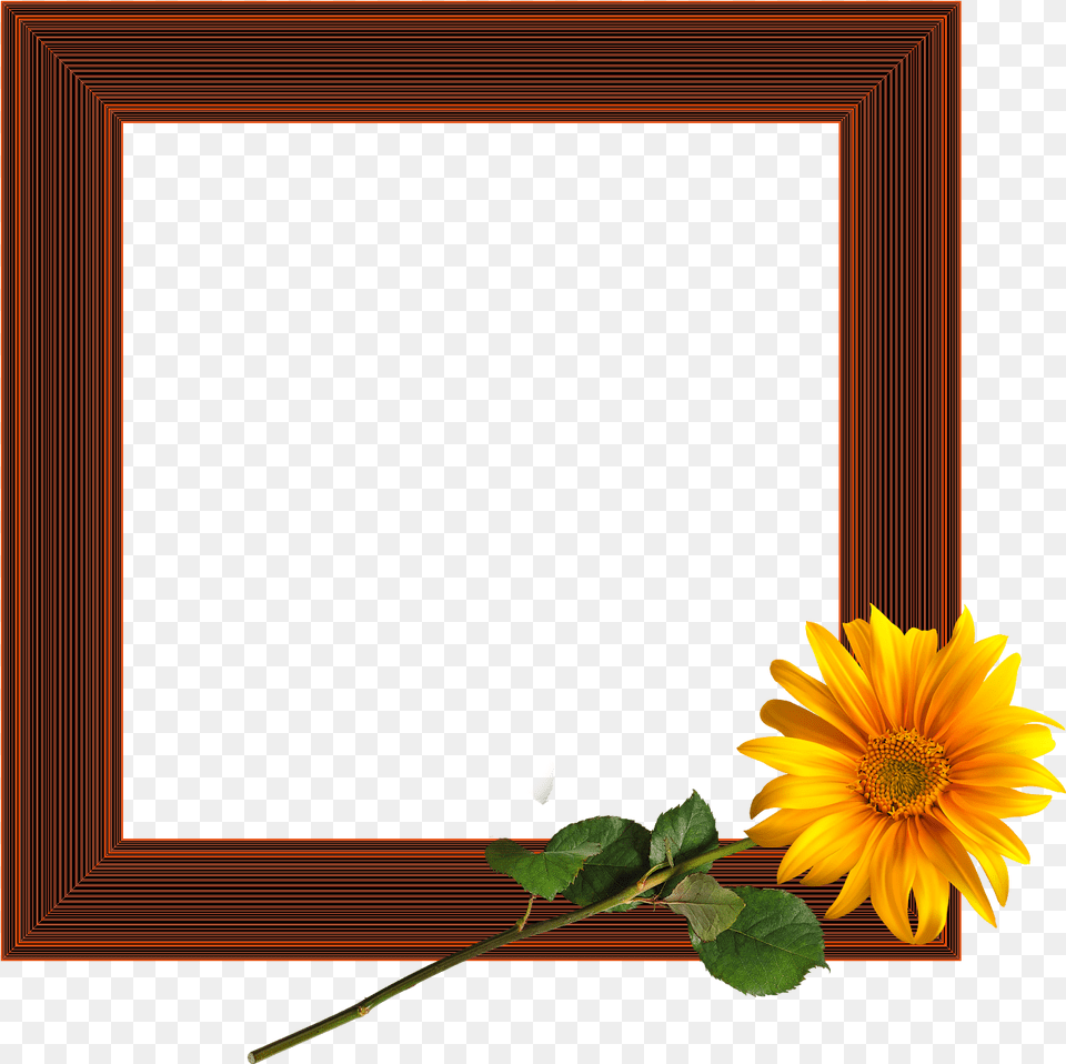 Picture Frame, Flower, Plant, Sunflower, Blackboard Free Transparent Png
