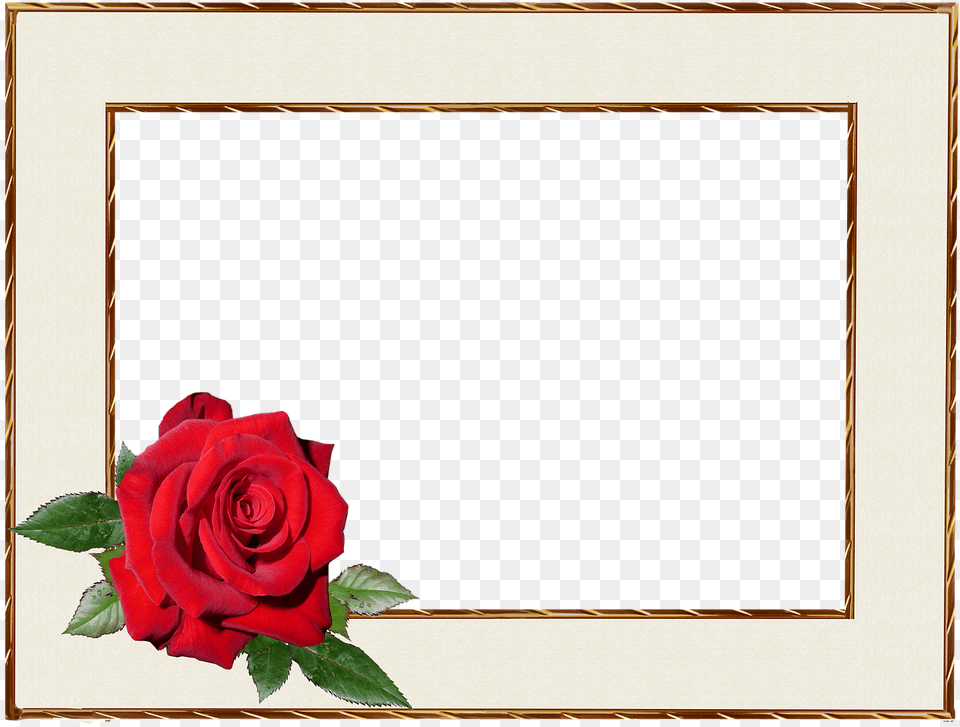 Picture Frame Empty Margin Free Picture, Flower, Plant, Rose Png Image