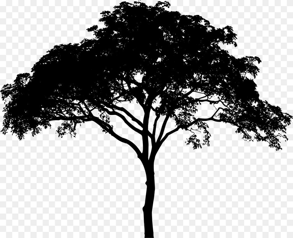Picture Freeuse Downlo Tree Silhouette Background, Gray Free Transparent Png