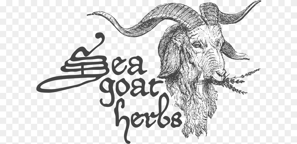 Picture Freeuse Download Sea Goat Herbs Sea Goat, Text, Livestock, Animal, Dinosaur Free Transparent Png