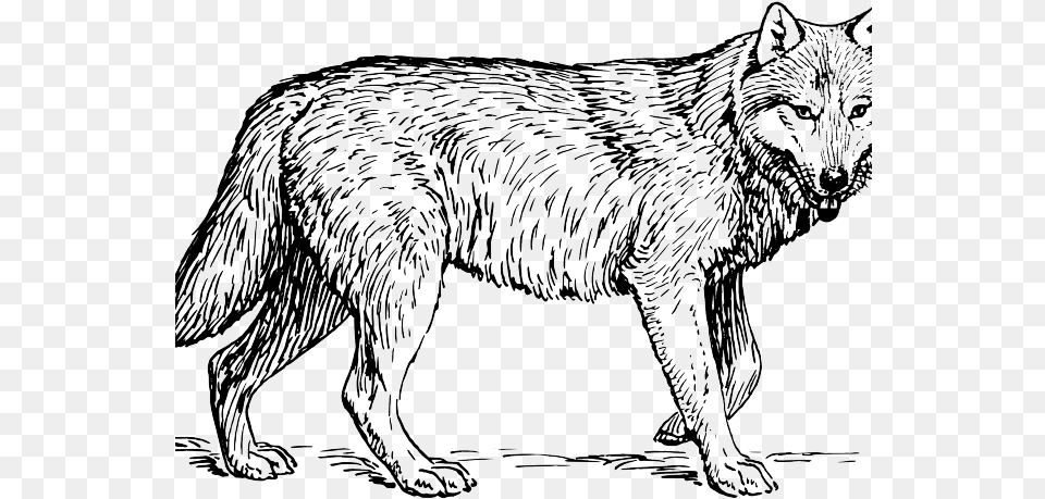 Picture Freeuse Library Arctic Wolf On Dumielauxepices Wolf Animal Coloring Pages, Mammal, Coyote, Bird Free Png