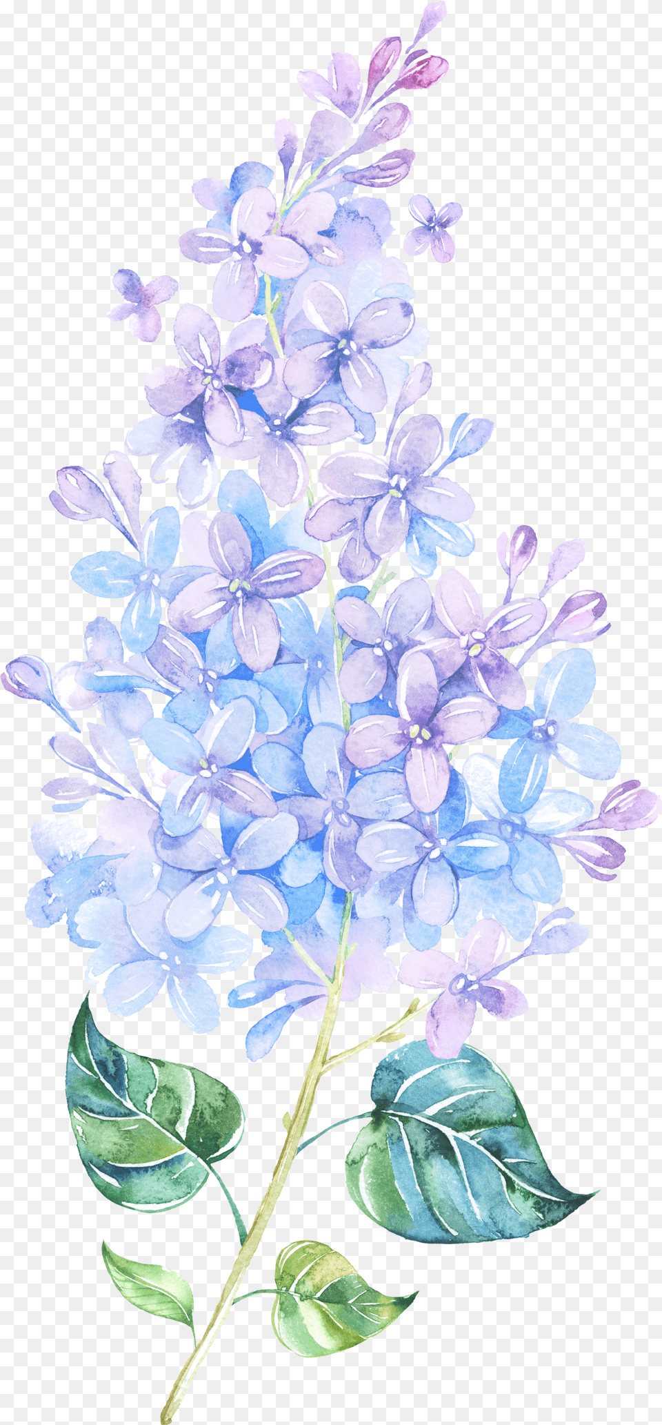 Picture Freeuse Library Flower Lilac Painting Purple Tattoo Watercolor Lilac, Plant, Chandelier, Lamp, Art Png Image