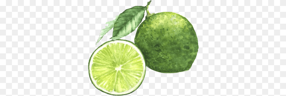 Picture Freeuse Library Painting Lime Photography Blue Lemon Watercolor Painting, Citrus Fruit, Food, Fruit, Plant Free Png Download