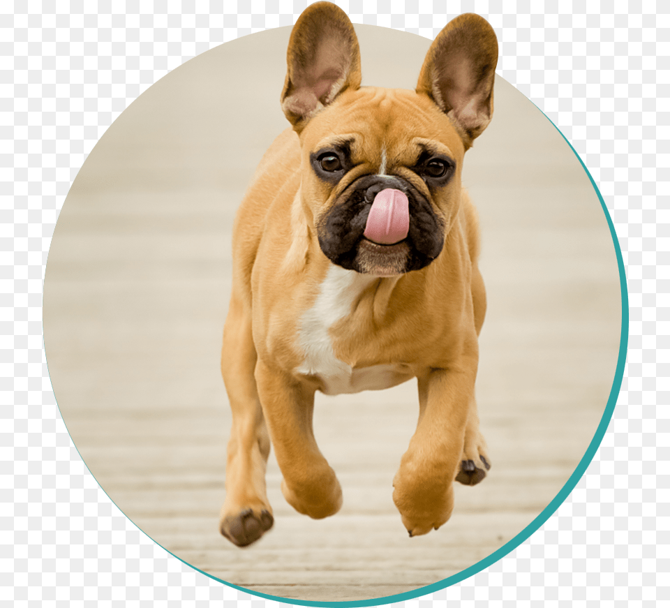 Picture French Bulldog, Animal, Canine, Dog, French Bulldog Free Transparent Png