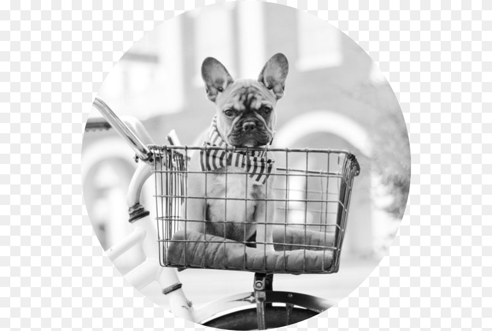 Picture French Bulldog, Photography, Animal, Canine, Dog Free Transparent Png