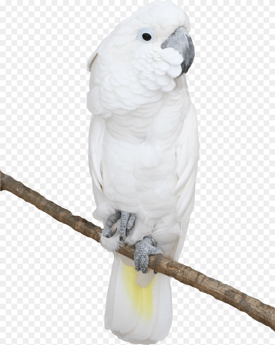 Picture Gallery Cockatoo Clipart, Animal, Bird, Parrot Free Png