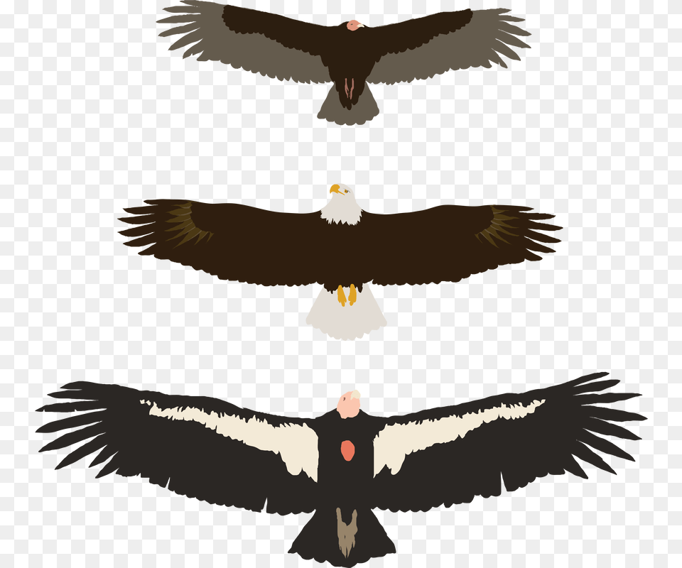 Picture Golden Eagle, Animal, Bird, Flying, Beak Png