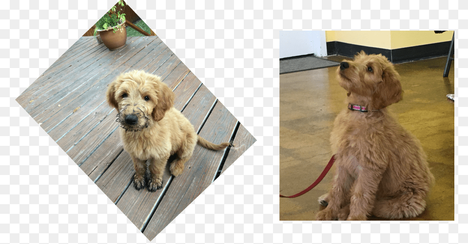 Picture Goldendoodle, Mammal, Animal, Canine, Dog Png