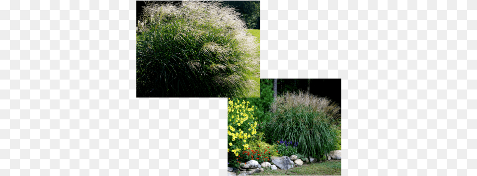 Picture Grass, Plant, Vegetation, Bush Free Png