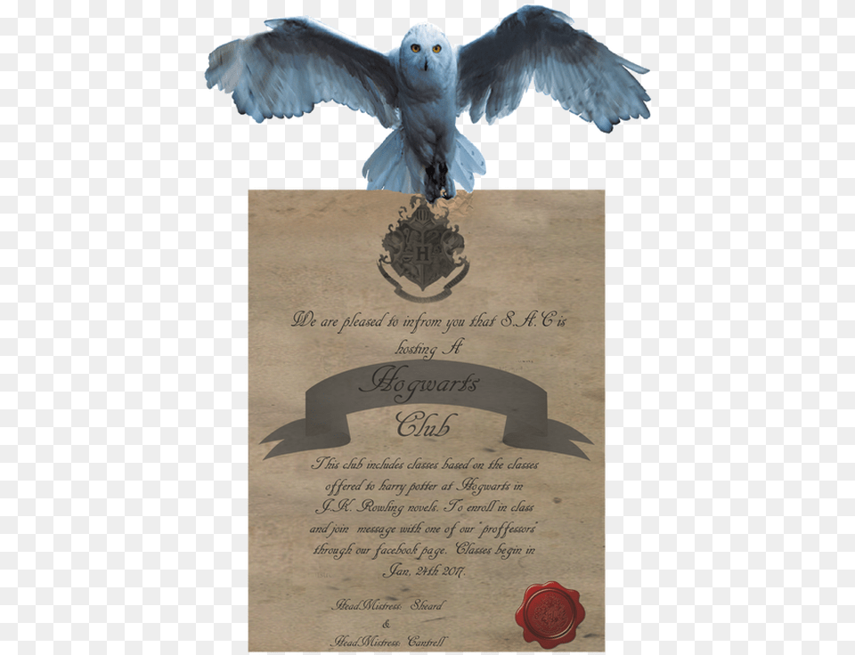 Picture Harry Potter Acceptance Letter, Animal, Bird, Text Free Png Download