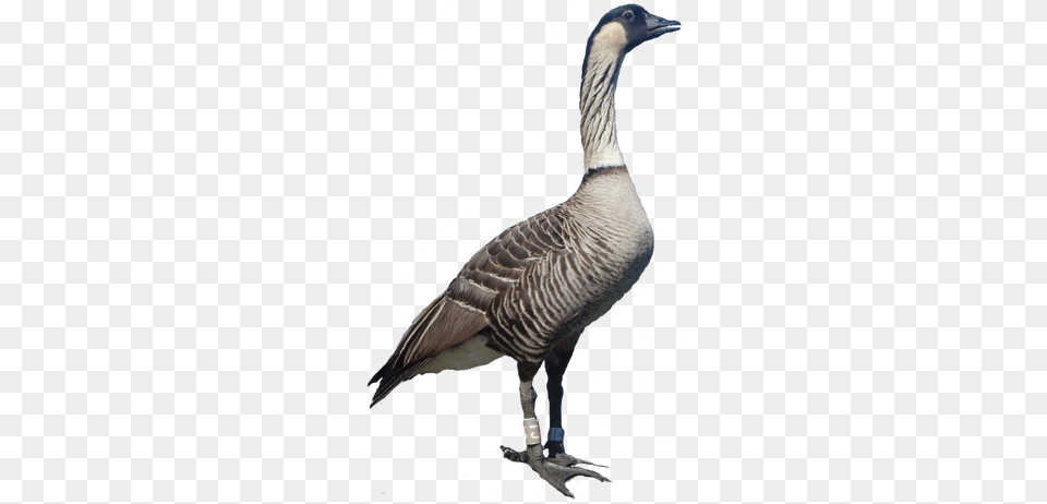 Picture Hawaiian Nene Goose, Animal, Bird, Waterfowl, Anseriformes Png Image