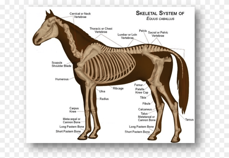 Picture Horse Skeleton Anatomy, Animal, Mammal Png Image