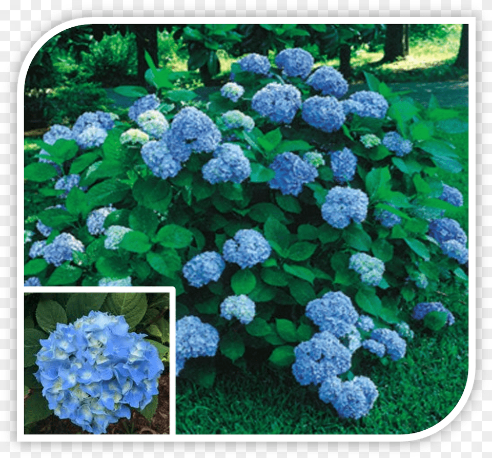 Picture Hydrangea Nikko Blue 3c Gallon, Flower, Geranium, Plant, Vegetation Free Png