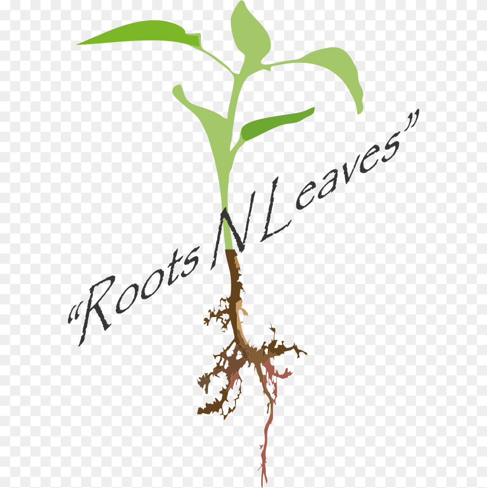 Picture Illustration, Plant, Root Free Transparent Png