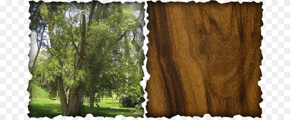 Picture Imbuia Tree, Woodland, Wood, Vegetation, Tree Trunk Free Png Download