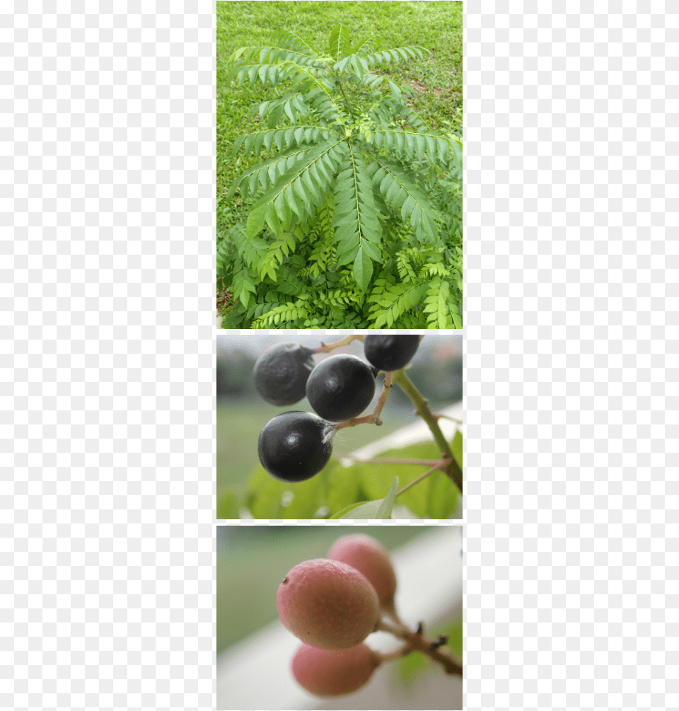 Picture Jabuticaba, Food, Fruit, Plant, Produce Free Png