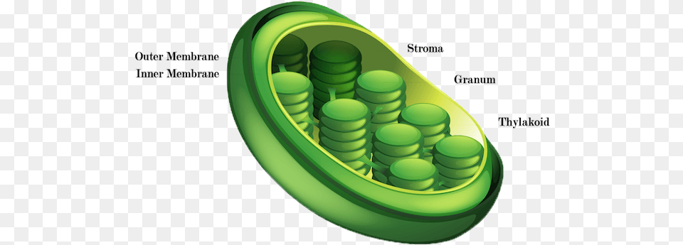 Picture Job Of A Chloroplast, Food, Pea, Plant, Produce Free Png