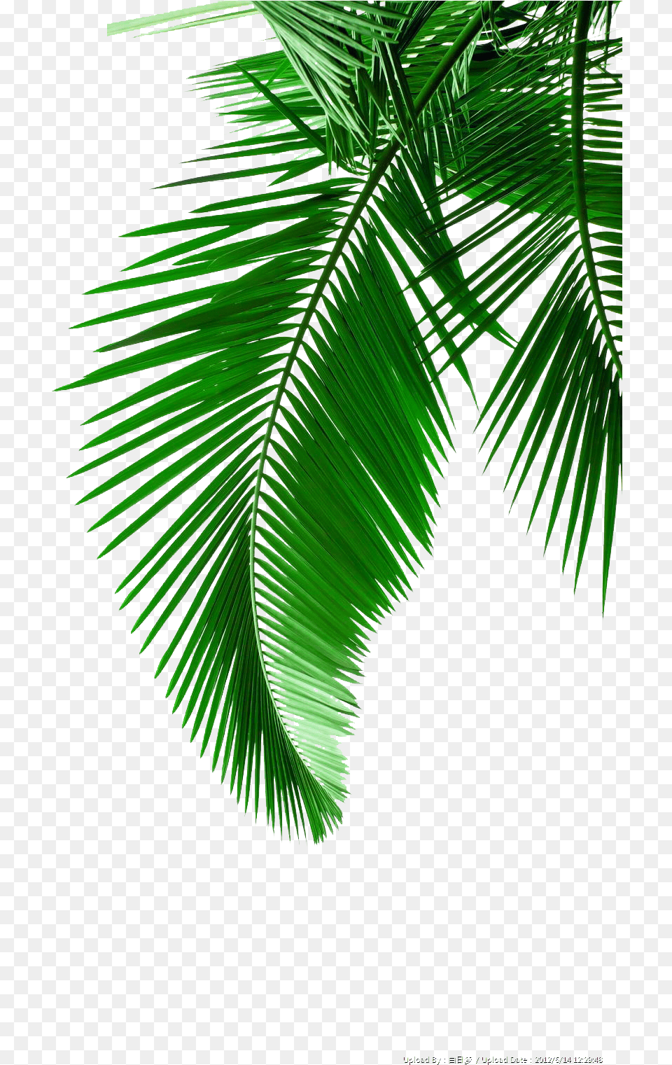 Picture Leaf Leaves Material Arecaceae Palm Green Clipart Transparent Coconut Leaf, Palm Tree, Tree, Plant, Vegetation Png