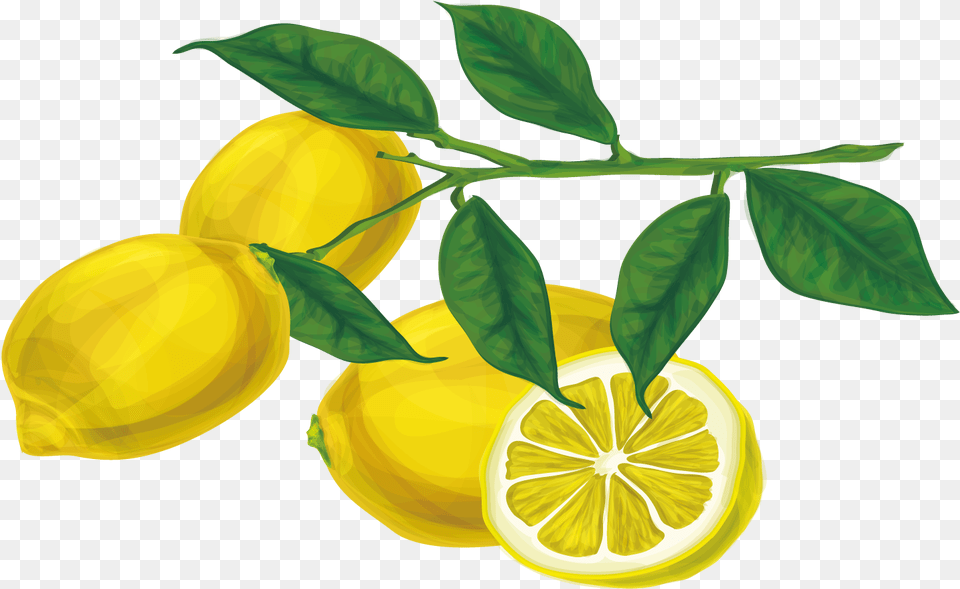 Picture Lemon Branch, Citrus Fruit, Food, Fruit, Plant Free Transparent Png